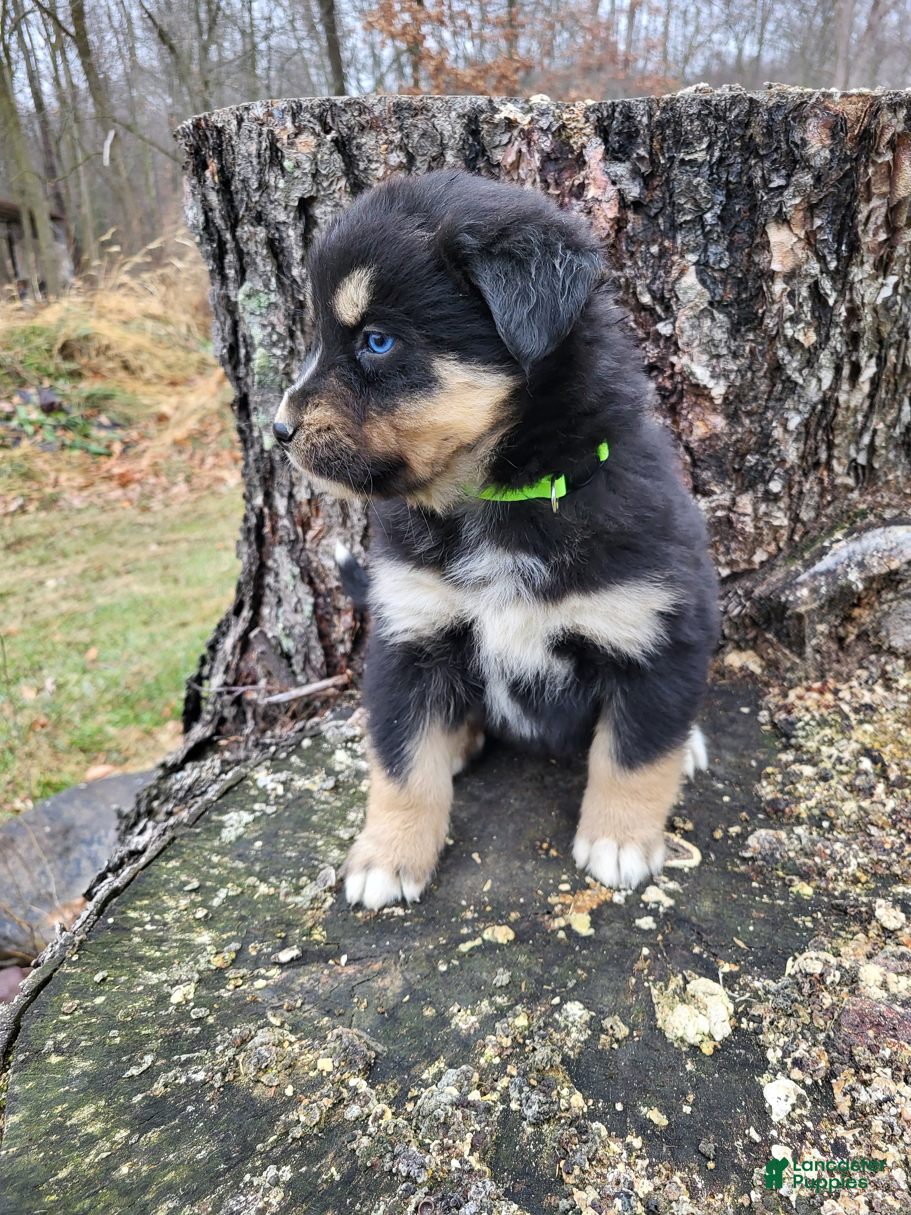 Mixed Breed dogs Lexy - Ad 22