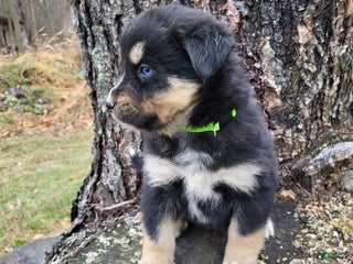 Mixed Breed dogs Lexy - Ad 22