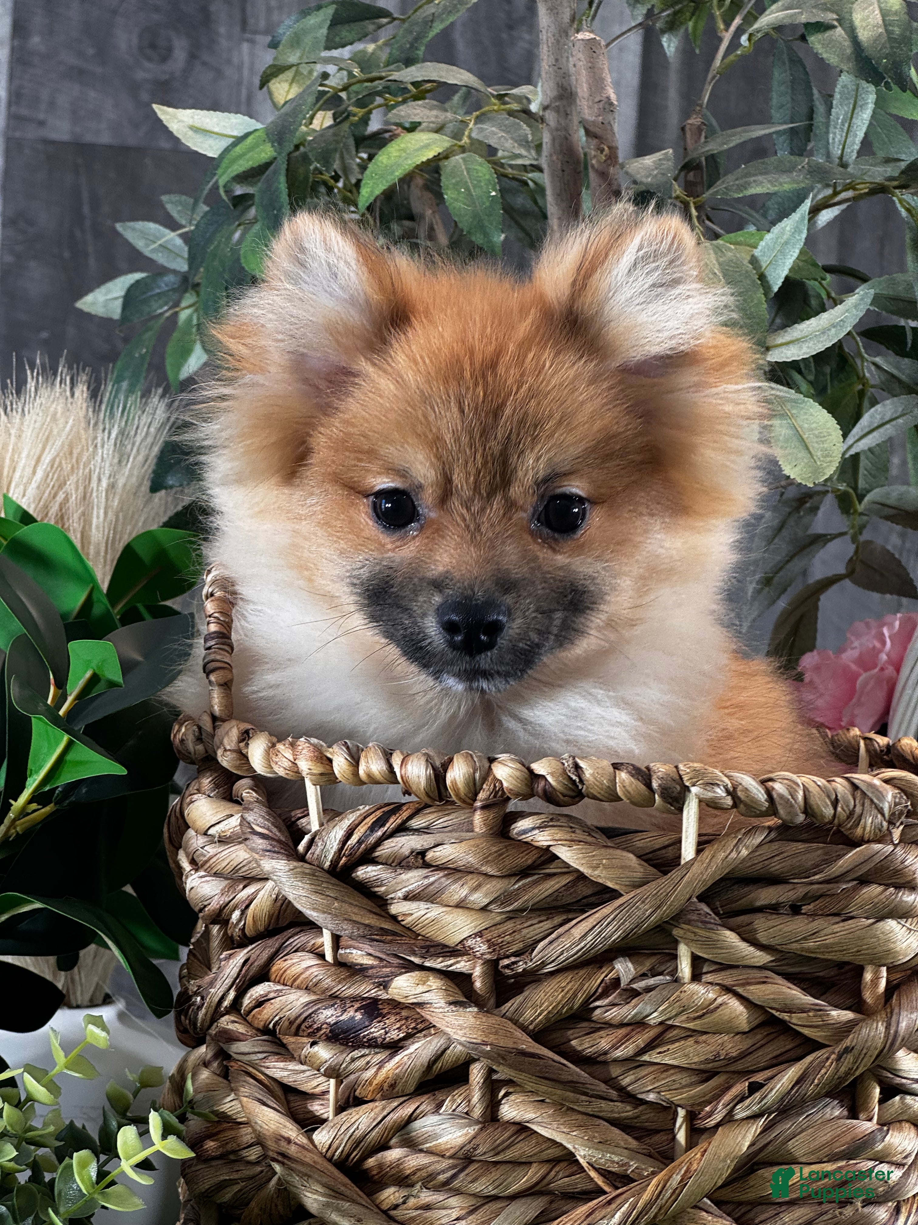 Pomeranian dogs Prince - Ad 3