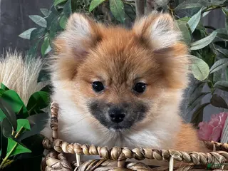 Pomeranian dogs Prince - Ad 3