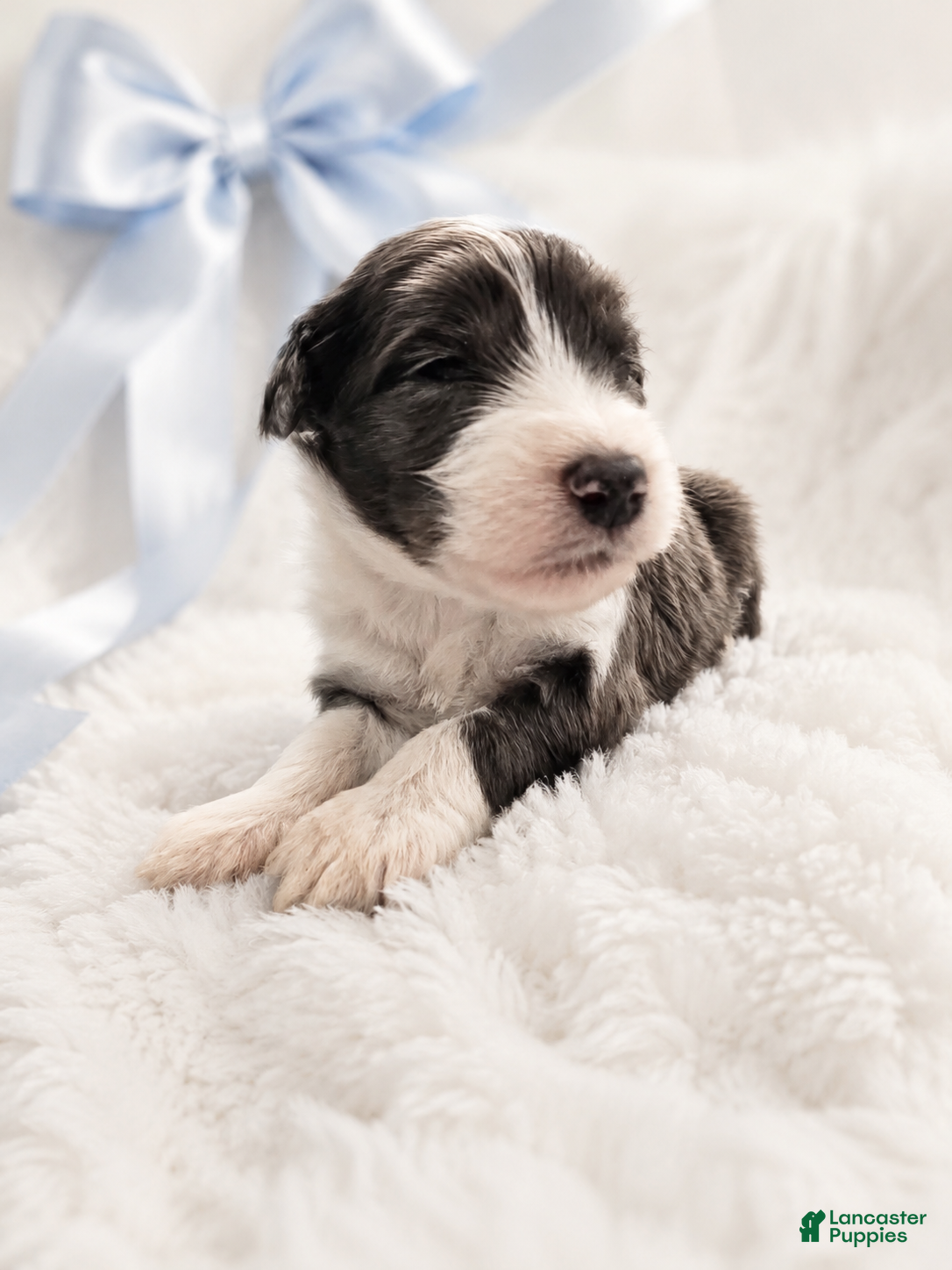Sheepadoodle dogs Sheepadoodle 10 - Ad 1