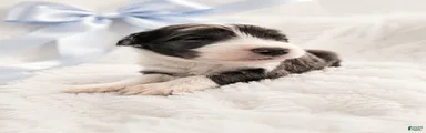 Sheepadoodle 10