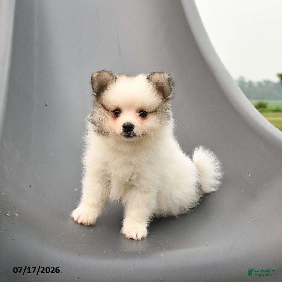 Pomeranian dogs Milan - Ad 1