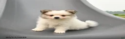 Pomeranian dogs for sale: Milan - Ad 1