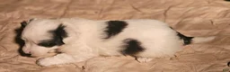 Chihuahua dogs for sale: Elmo - Ad 23