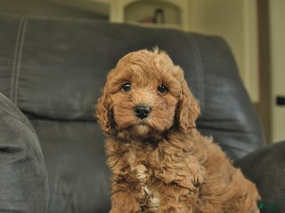 Cockapoo dogs - Ad 5