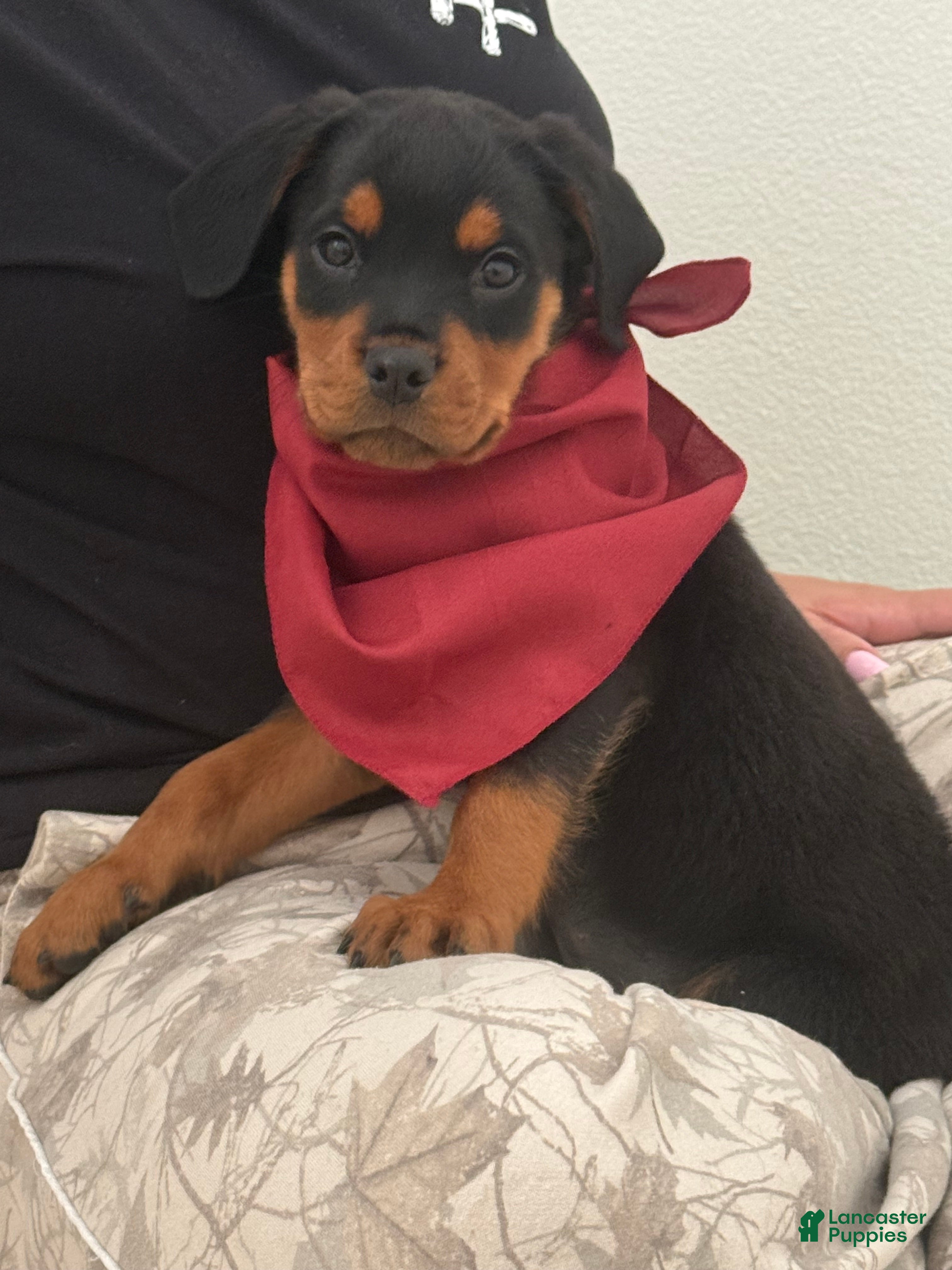 Rottweiler dogs Rottweiler Purple - Ad 9