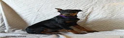 Doberman Pinscher dogs for sale: Reba - Ad 4