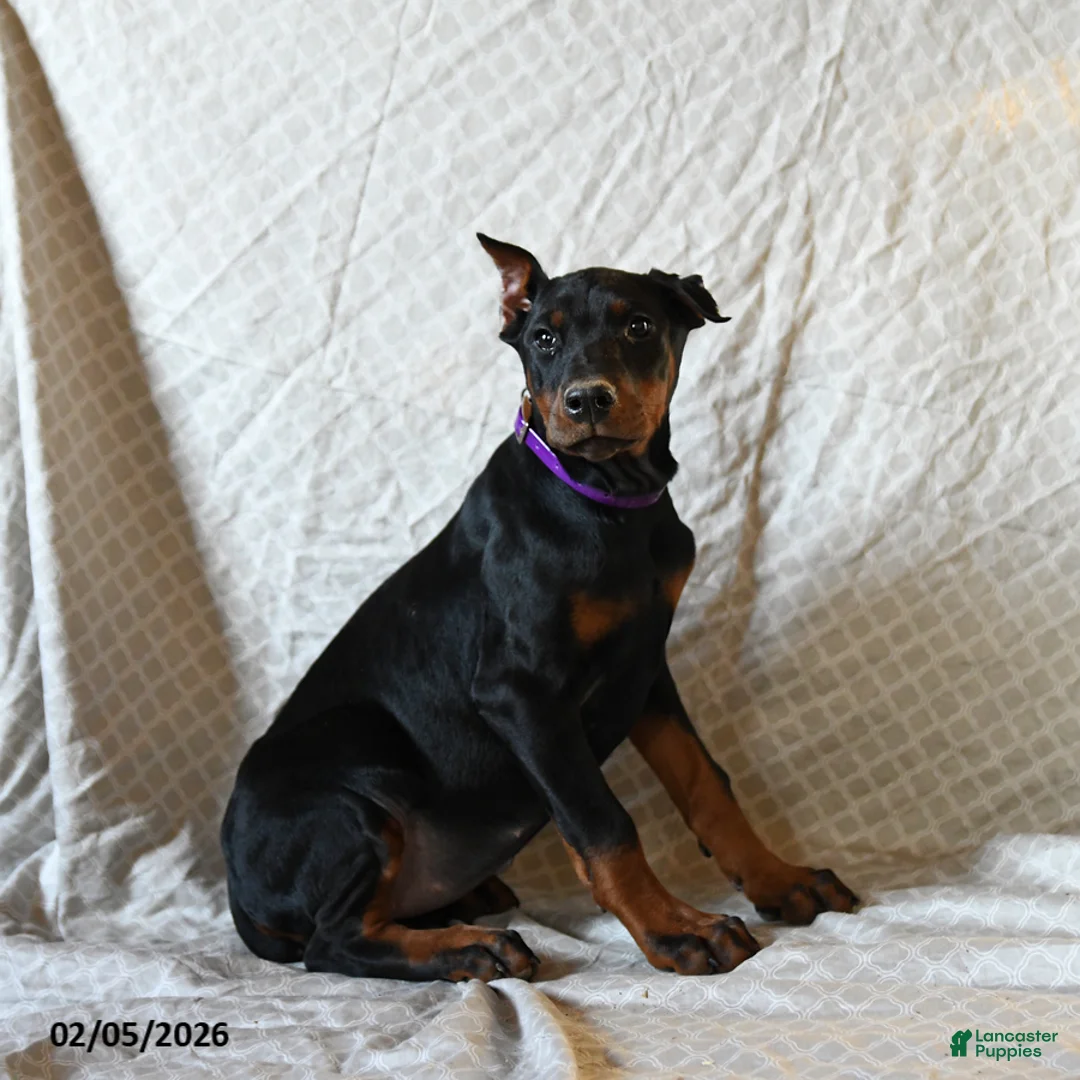 Doberman Pinscher dogs for sale: Reba - Ad 4