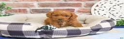 Cavapoo dogs for sale: Donut - Ad 5