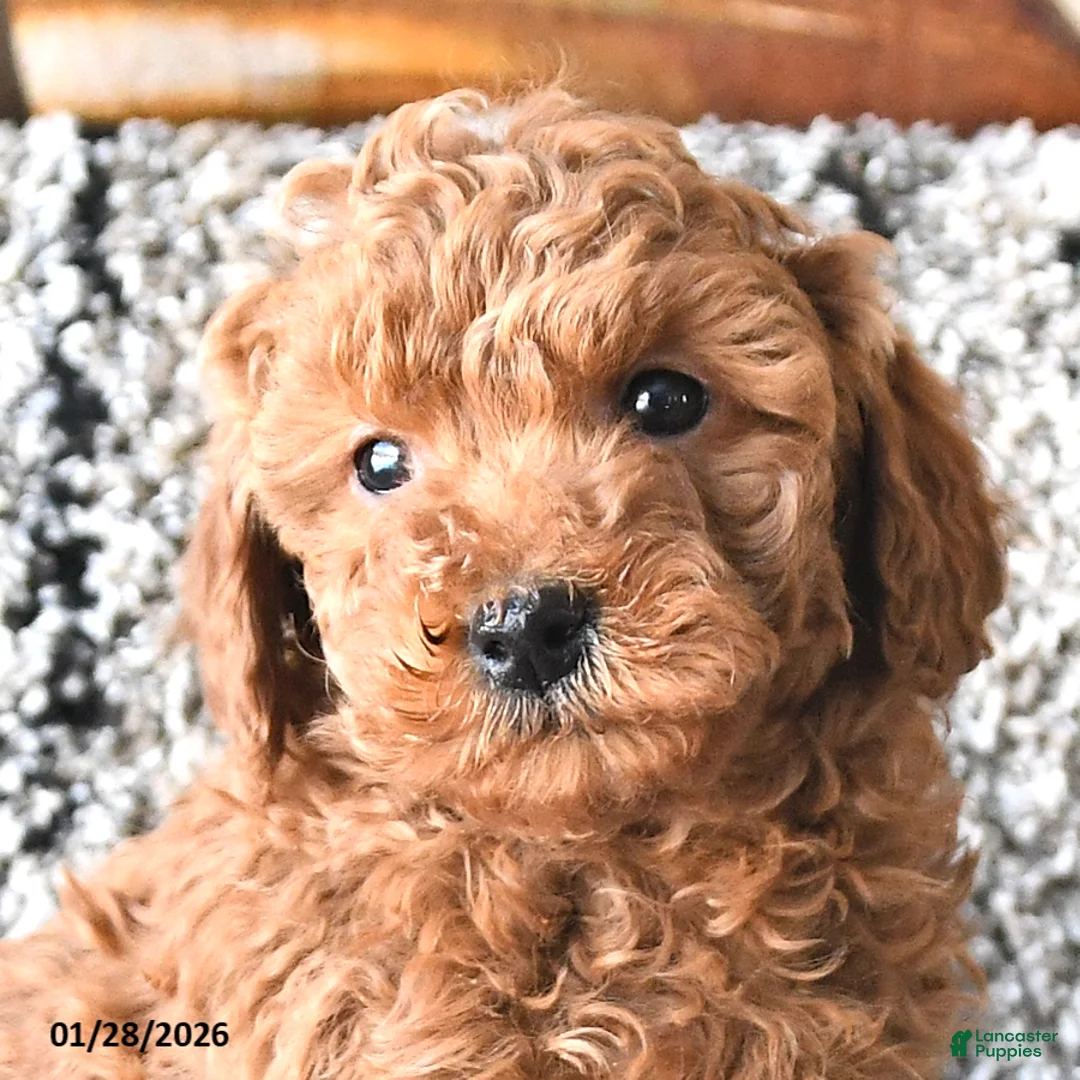 Toy Poodle dogs for sale: Oliver - Ad 4