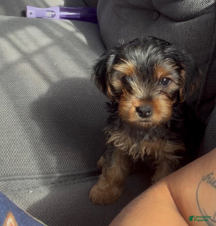 Yorkshire Terrier dogs for sale: Yorkshire Terrier Male - Ad 1