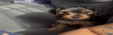 Yorkshire Terrier Male