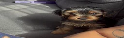 Yorkshire Terrier dogs for sale: Yorkshire Terrier Male - Ad 1