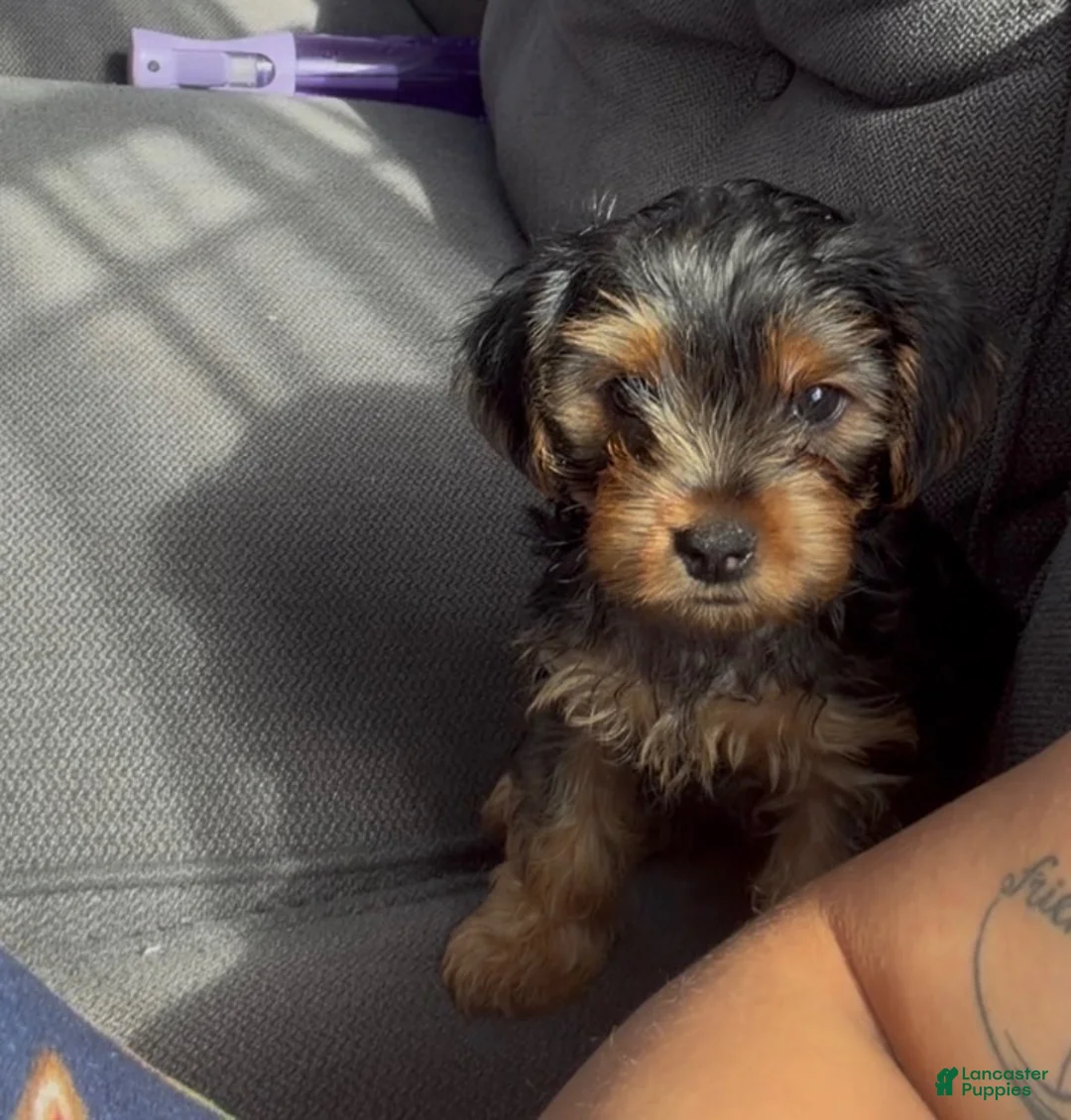 Yorkshire Terrier dogs for sale: Yorkshire Terrier Male - Ad 1