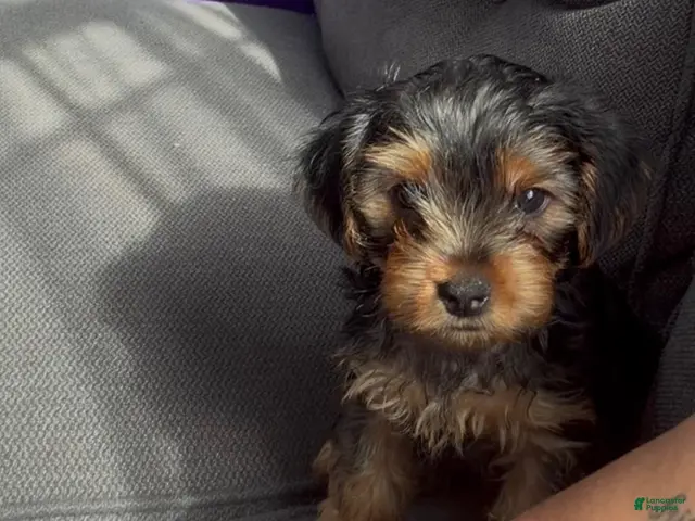 Yorkshire Terrier dogs for sale: Yorkshire Terrier Male - Ad 41