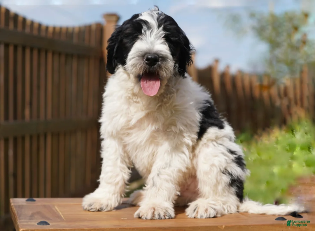 Portuguese Water Dog dogs for sale: Kyler - Ad 1