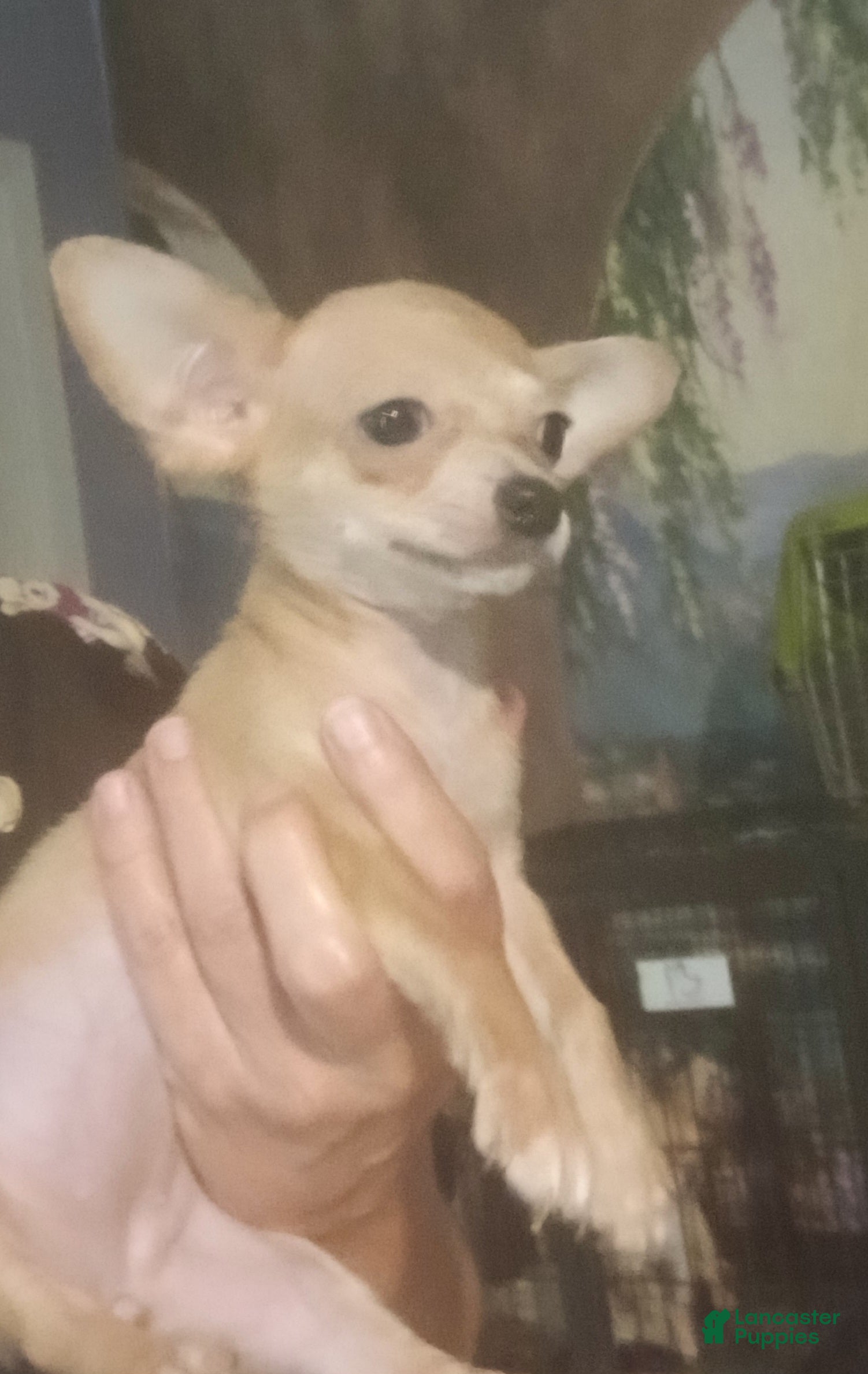 Chihuahua dogs Hand Delivery. Teacup applehead female - Ad 22
