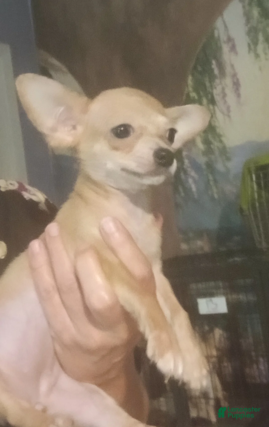Chihuahua dogs for sale: Hand Delivery. Teacup applehead female - Ad 1