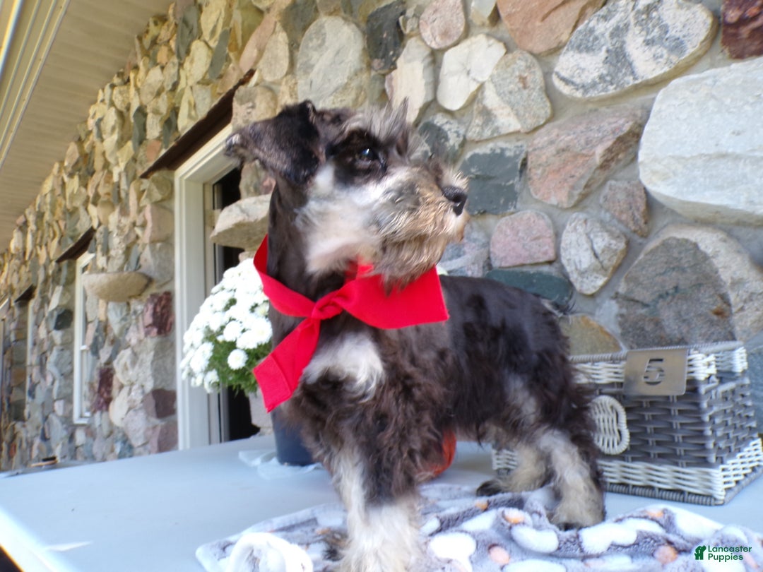 Miniature Schnauzer dogs for sale: Miniature Schnauzer Puppy 6 Cliff - Ad 1