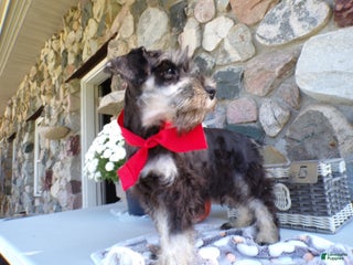 Miniature Schnauzer dogs Miniature Schnauzer Puppy 6 Cliff - Ad 39