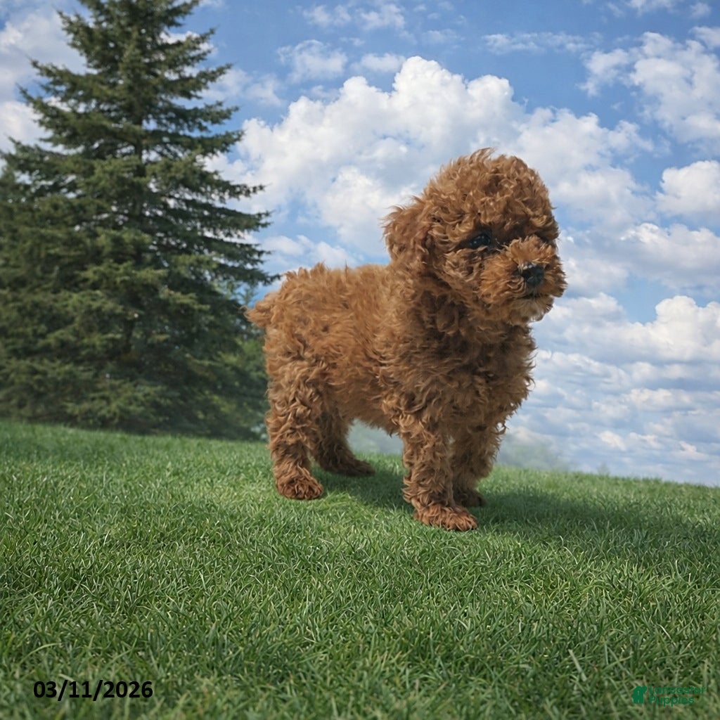 Miniature Poodle dogs Milo - Ad 1