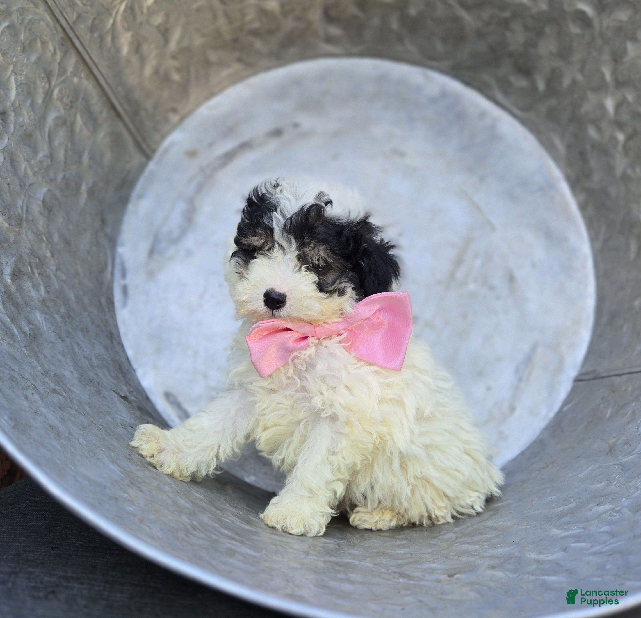 Miniature Poodle dogs Cutie - Ad 2