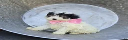 Miniature Poodle dogs for sale: Cutie - Ad 2