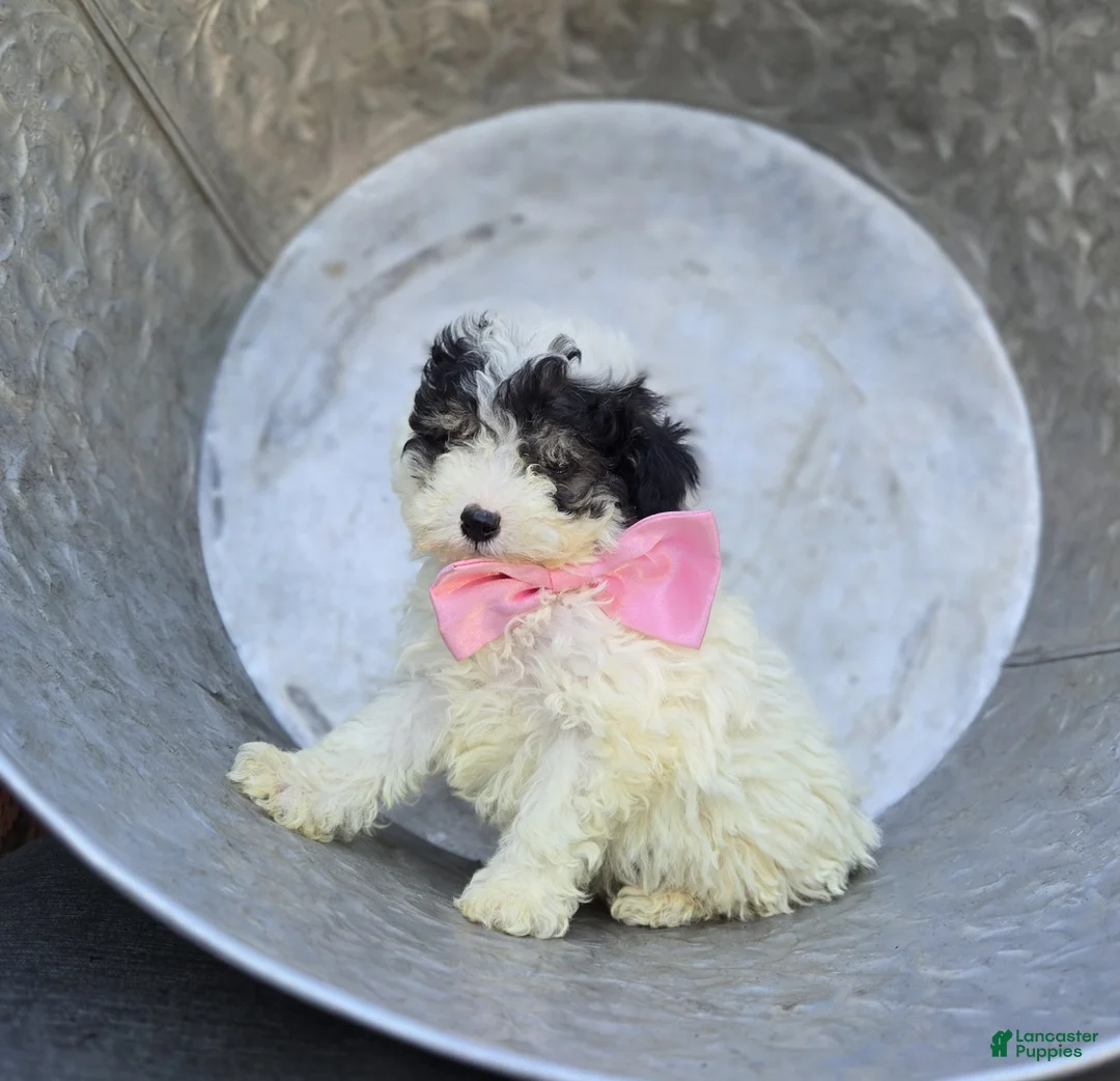 Miniature Poodle dogs for sale: Cutie - Ad 2