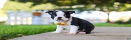 Boston Terrier dogs for sale: Shawn - Ad 4