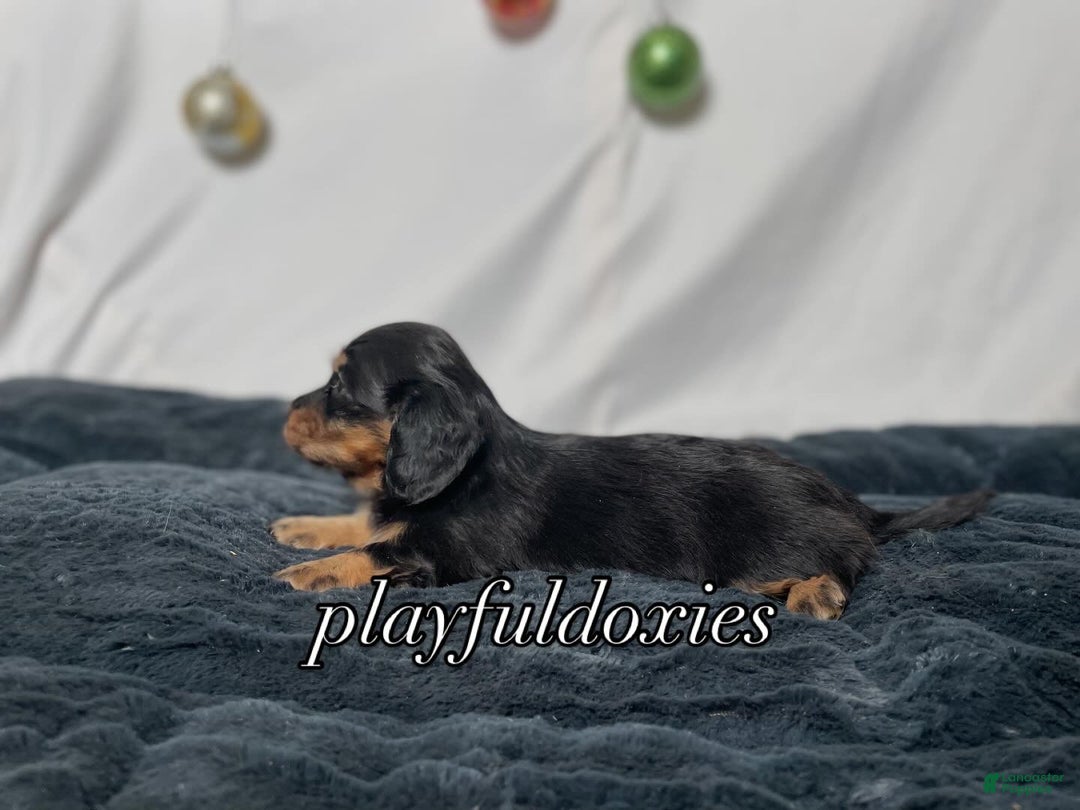 Miniature Dachshund dogs for sale: Long Haired Black & Tan Male Dachshund  - Ad 8
