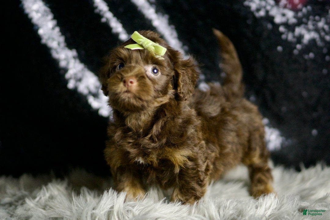 Yorkiepoo dogs for sale: Luigi - Ad 7