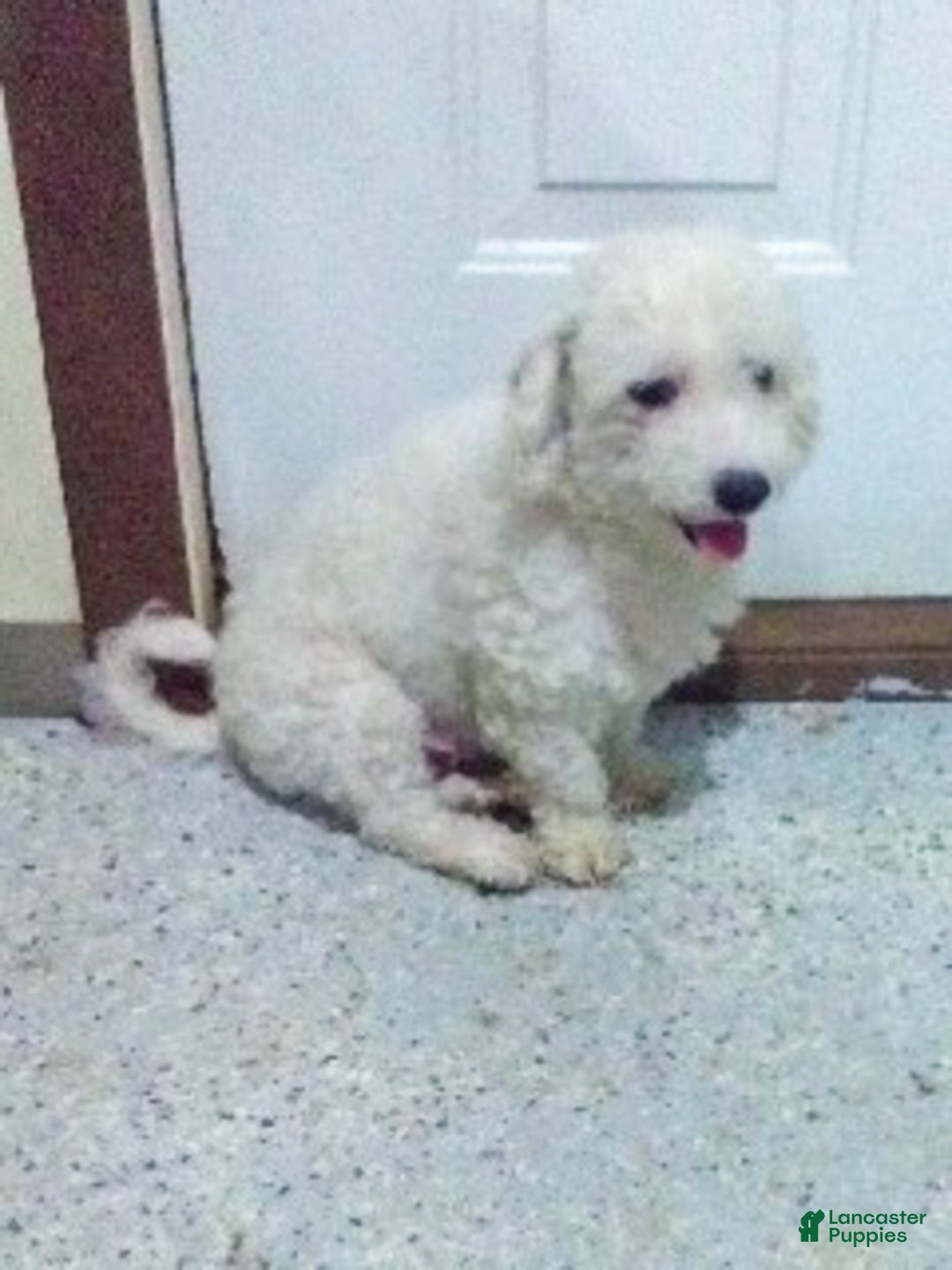 Cavachon dogs for sale: LONNIE - Ad 18