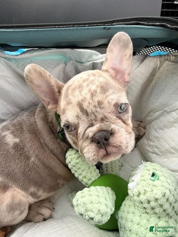 French Bulldog dogs for sale: French Bulldog 4 - Ad 31