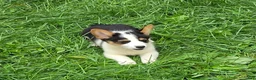 Welsh Corgi Pembroke dogs for sale: Oreo girl  - Ad 22
