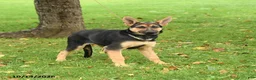 German Shepherd dogs for sale: Noelle - Ad 4