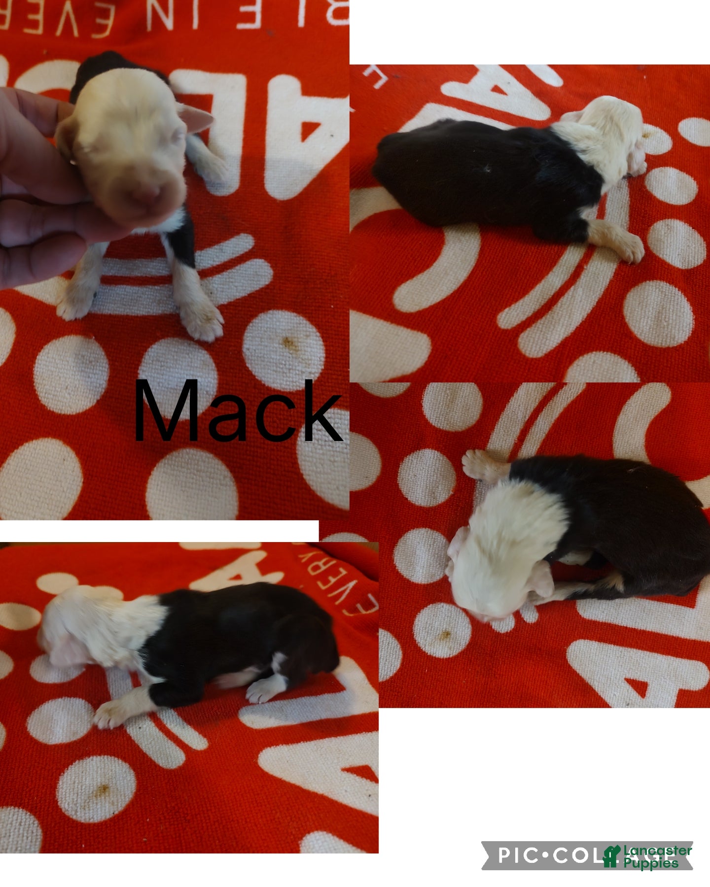 Old English Sheepdog dogs Old English Sheepdog Puppy 2 - Ad 9