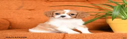 Cavapoo dogs for sale: Candy - Ad 2