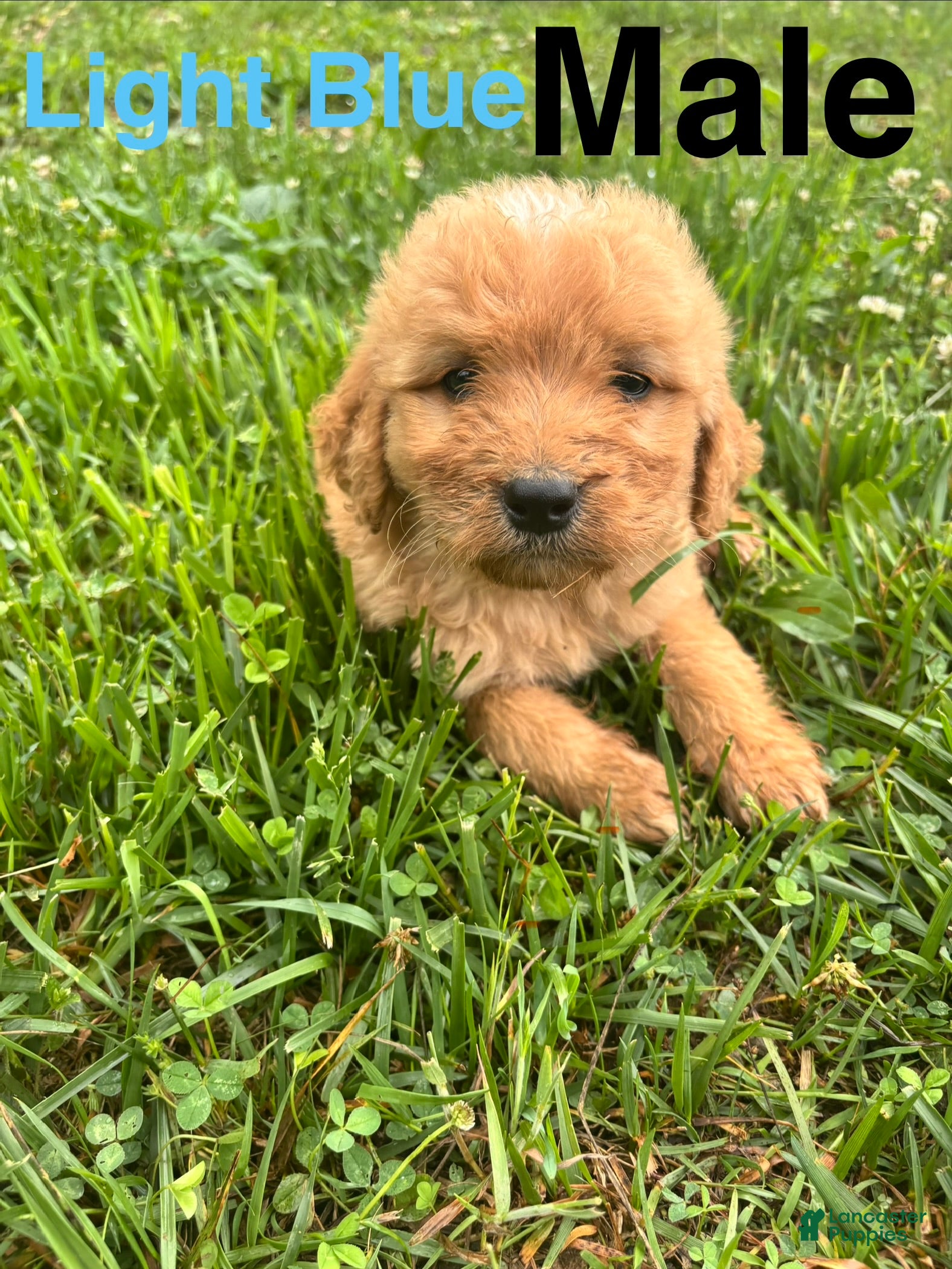 Bernedoodle dogs Bernedoodle Puppy 4 - Ad 1