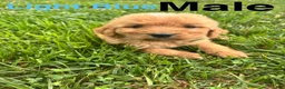 Bernedoodle dogs for sale: Bernedoodle Puppy 3 - Ad 9