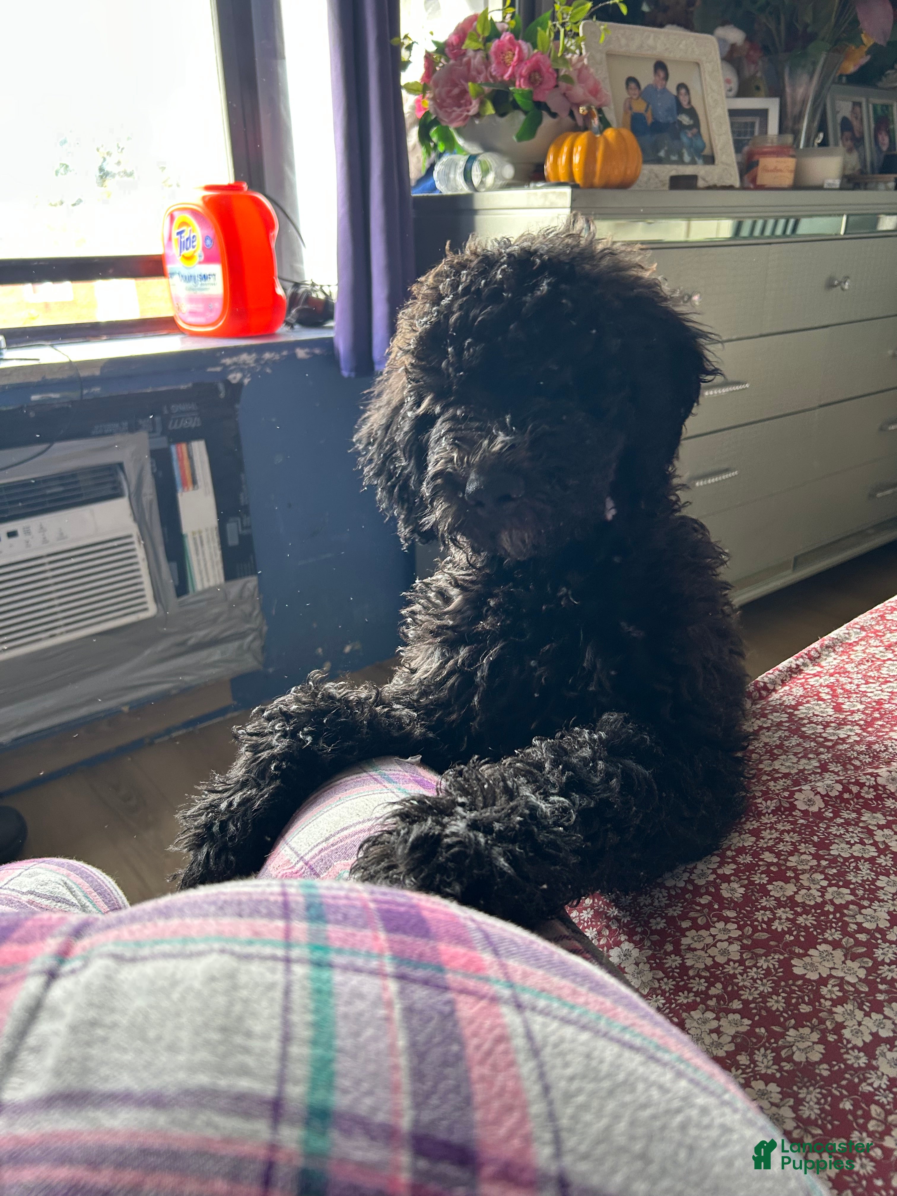 Mini Goldendoodle dogs Goldendoodle 1 - Ad 2