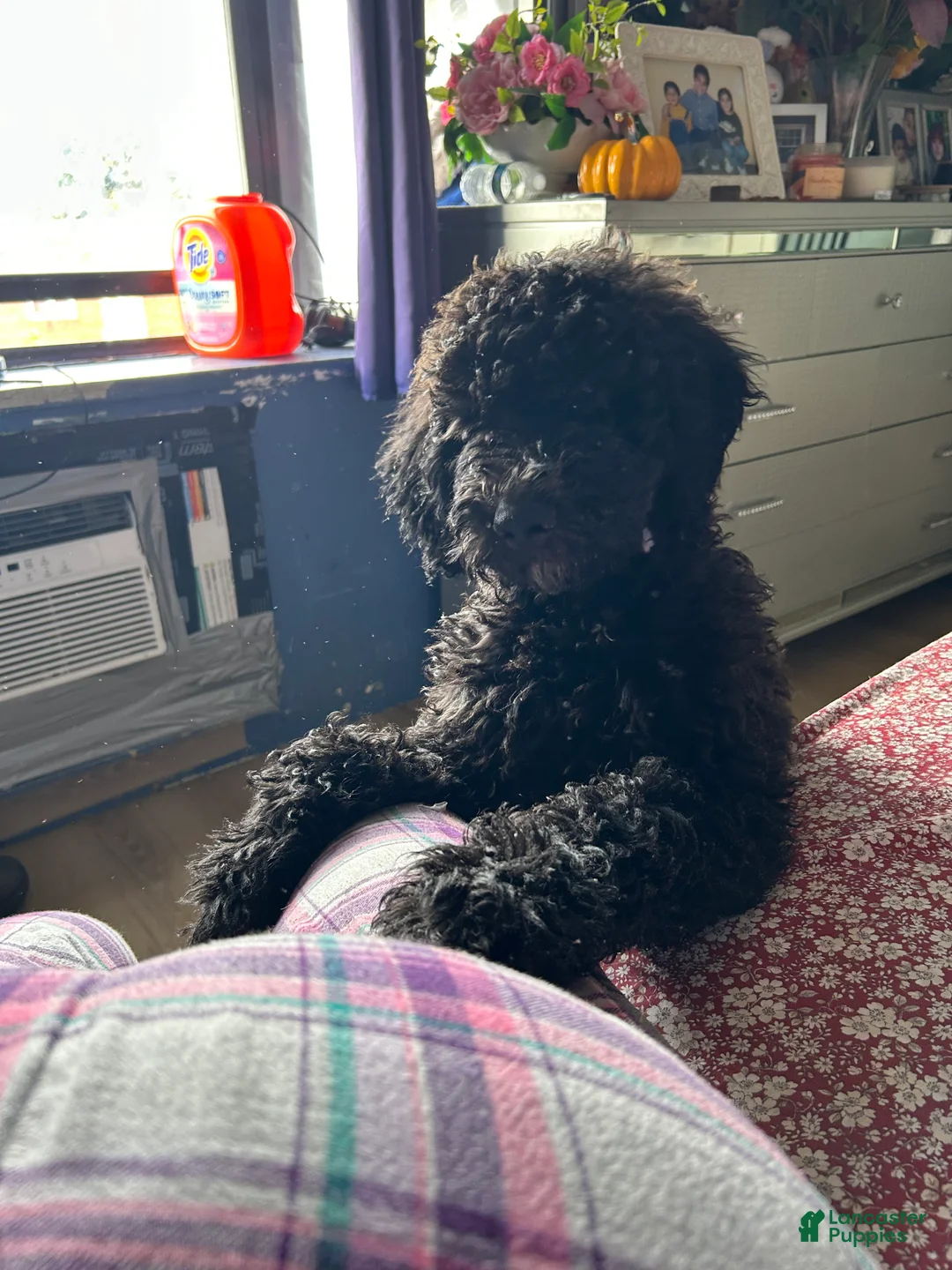 Mini Goldendoodle dogs for sale: Goldendoodle 1 - Ad 2