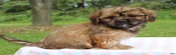 Mixed Breed dogs for sale: Briar - Ad 4