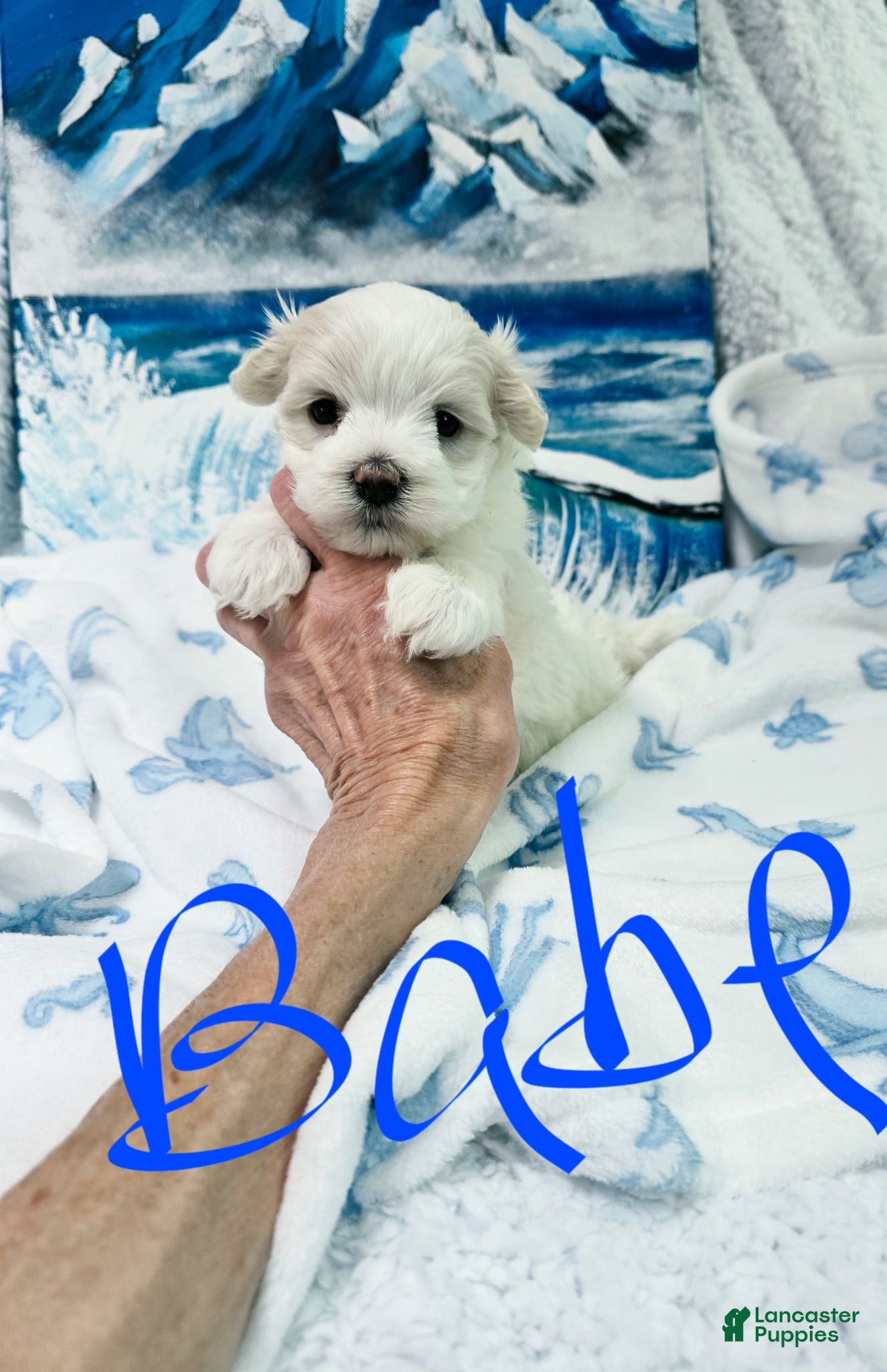 Maltese dogs Babe - Ad 1