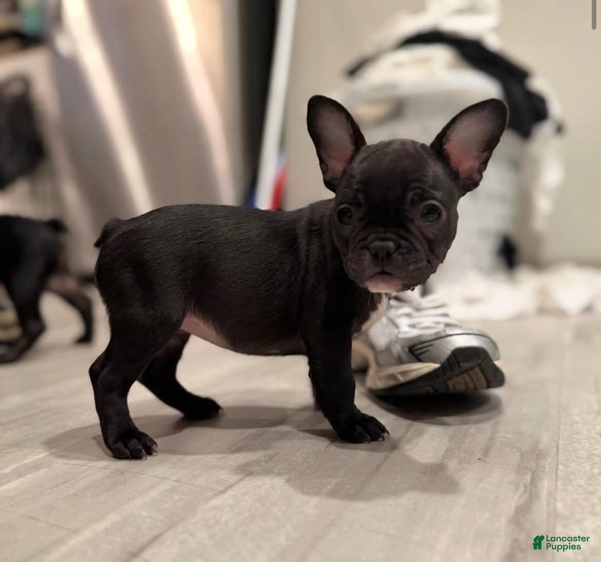 French Bulldog dogs for sale: Twin 1 - Ad 4