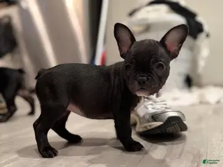 French Bulldog dogs for sale: Twin 1 - Ad 4