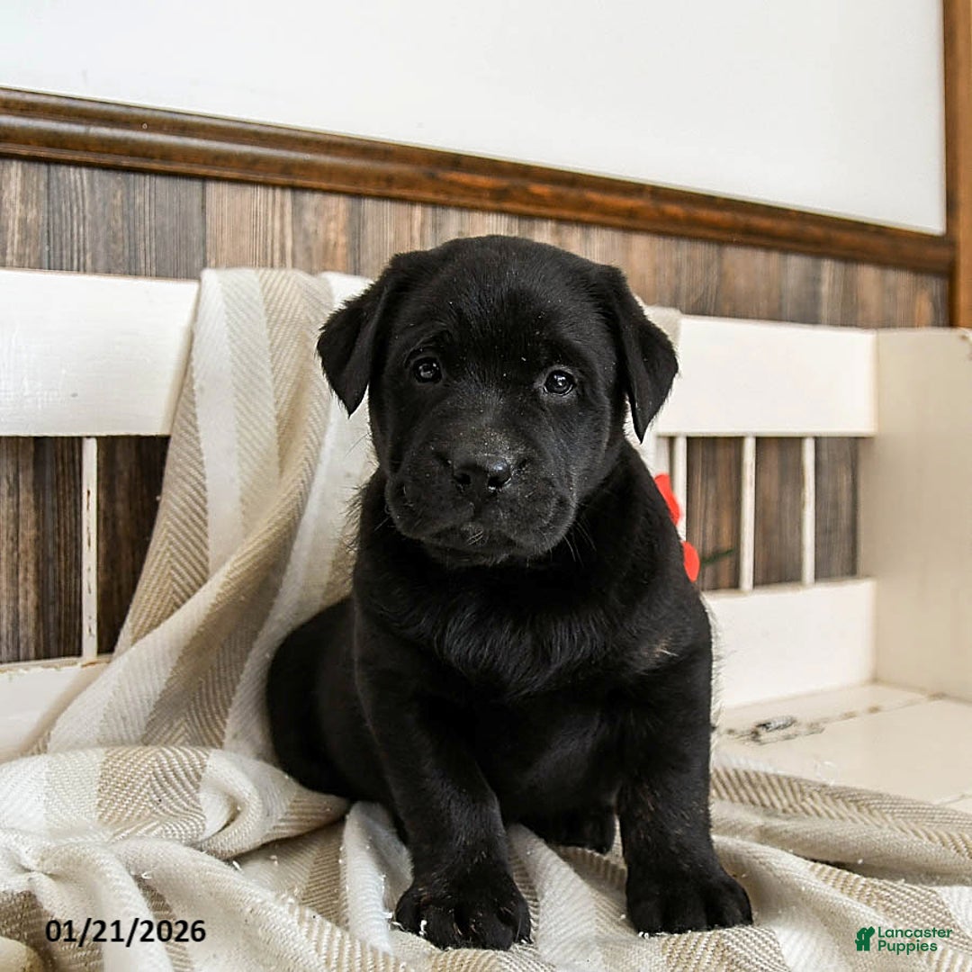Labrador Retriever dogs for sale: Corbin - Ad 4