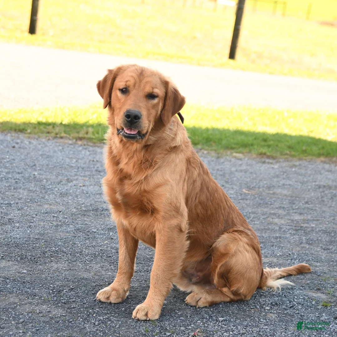 Mini Goldendoodle dogs for sale: Maple   - Ad 4