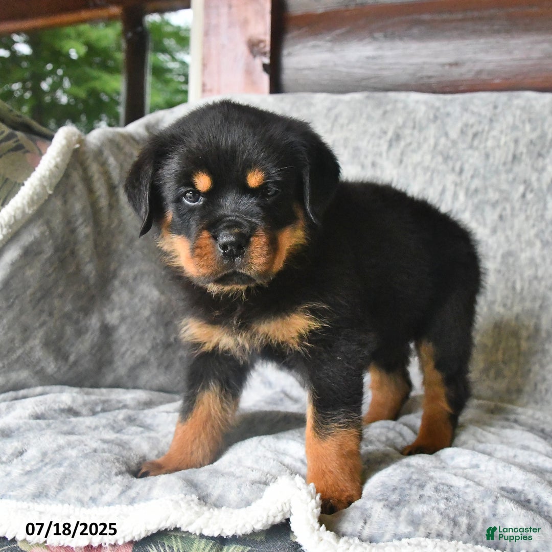 Rottweiler dogs for sale: Rain - Ad 7