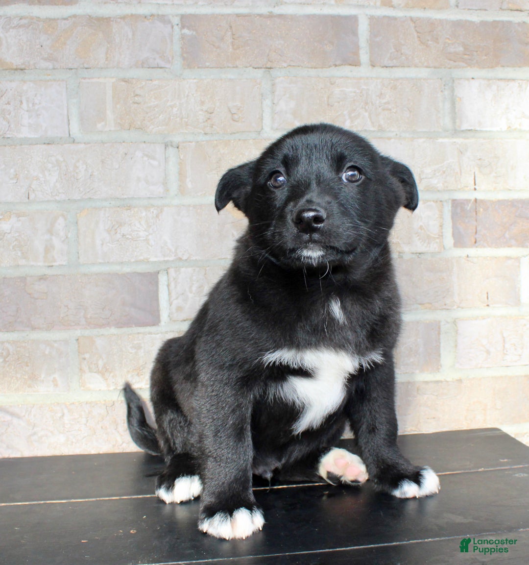 Mixed Breed dogs for sale: Snoopy - Ad 4